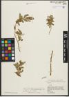Foto von Salix pycnostachya Andersson